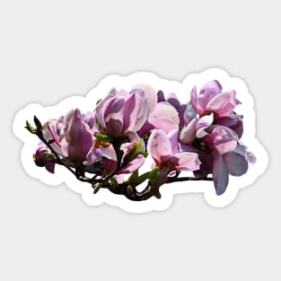 Magnolias Sticker